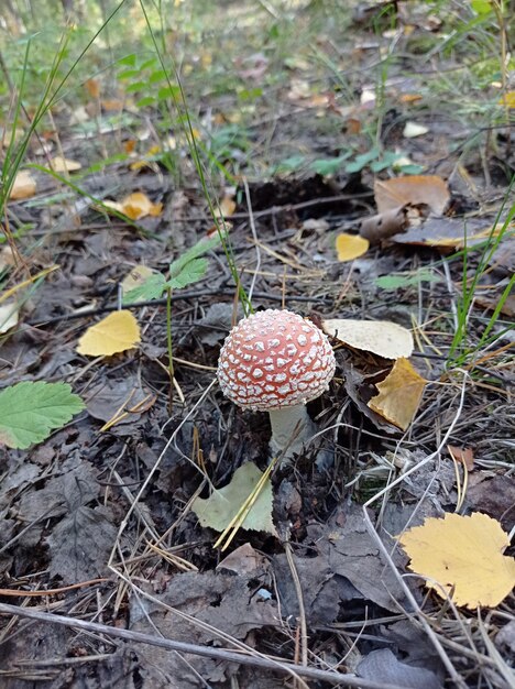 lindo cogumelo venenoso e perigoso floresta de agárico mosca