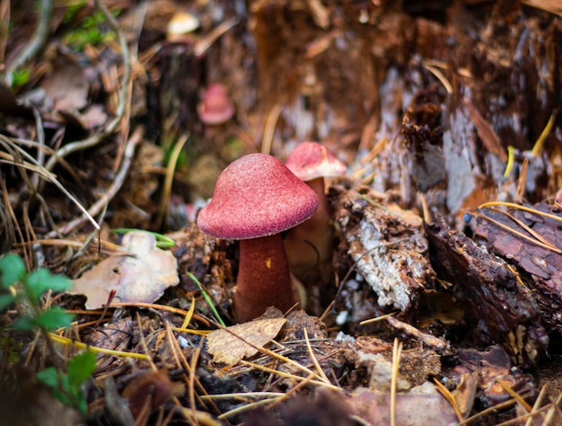 Foto lindo cogumelo vermelho ryadovka amarelo vermelho crescendo na floresta