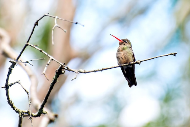 Lindo colibri dourado em uma árvore no brasil, pássaros brasileiros