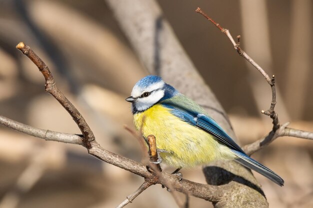 Un lindo y colorido azul amarillo blanco pequeño Tit azul sentado en un pequeño borde de rama de árbol iluminado en el sol de la mañana contra un fondo verde suave con espacio para el texto