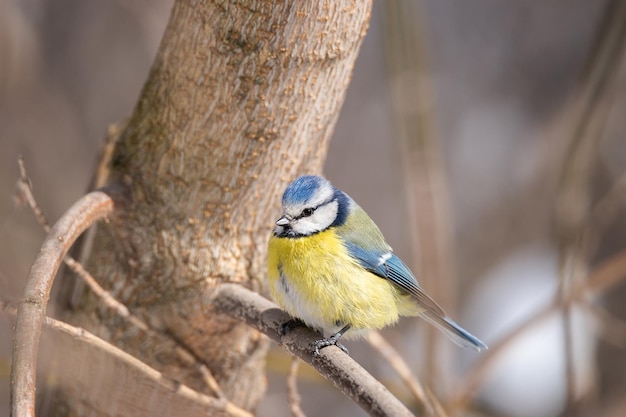 Un lindo y colorido azul amarillo blanco pequeño Tit azul sentado en un pequeño borde de rama de árbol iluminado en el sol de la mañana contra un fondo verde suave con espacio para el texto