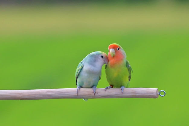 Lindo y colorido de Lovebird sobre fondo verde de la naturaleza