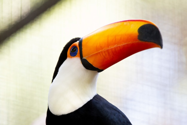 Lindo colorido toco tucano na árvore com bico amarelo na amazônia