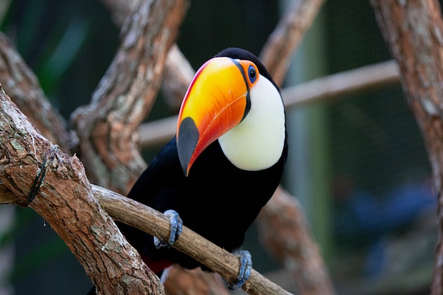 Lindo colorido toco tucano na árvore com bico amarelo na Amazônia