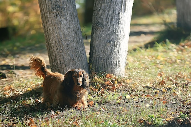 lindo concepto de perro, mascota, amor y cuidado