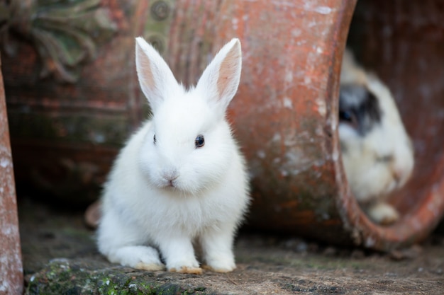 Lindo conejito blanco sentado en el suelo. Conejo en la granja.