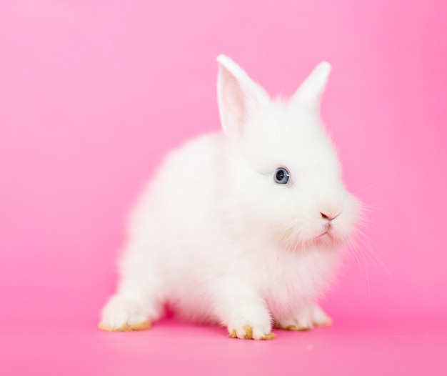 Lindo conejito de conejo peludo