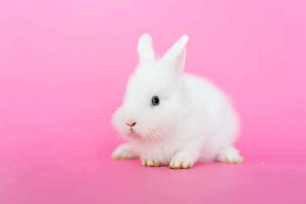 Lindo conejito de conejo peludo