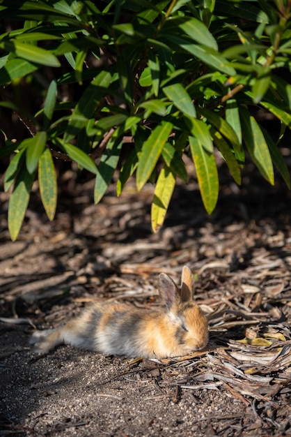 Lindo conejito de conejos salvajes en la isla de Okunoshima en un clima soleado conocido como la isla de los conejos