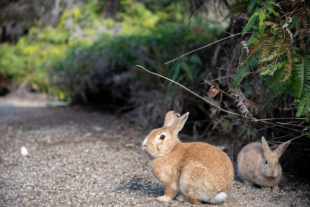 Lindo conejito de conejos salvajes en la isla de Okunoshima en un clima soleado conocido como la isla de los conejos