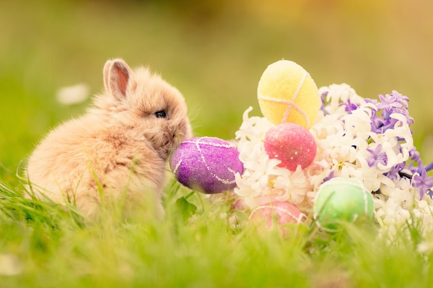 Lindo conejito con flores y huevos de Pascua en la hierba en las vacaciones de primavera.