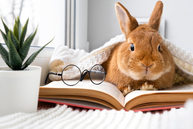 Lindo conejito marrón con anteojos acostado sobre una tela escocesa en el alféizar de la ventana leyendo un libro en el interior cerca de la ventana Smartbrainy pet Mala visión pobre concepto de educación