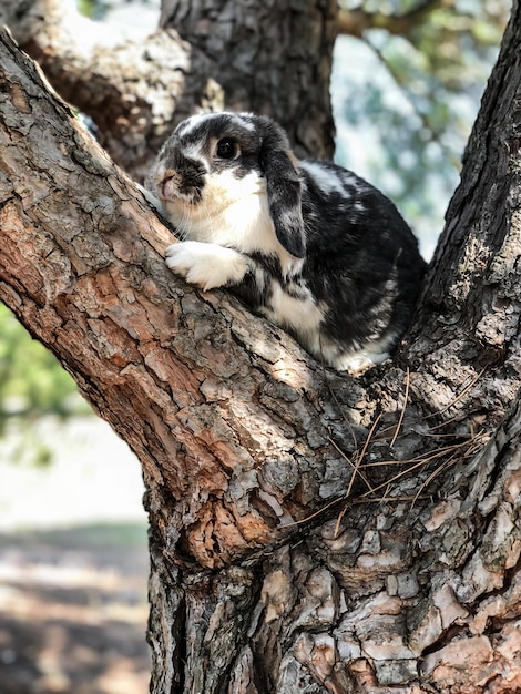 Lindo conejito mascota en la rama de un árbol