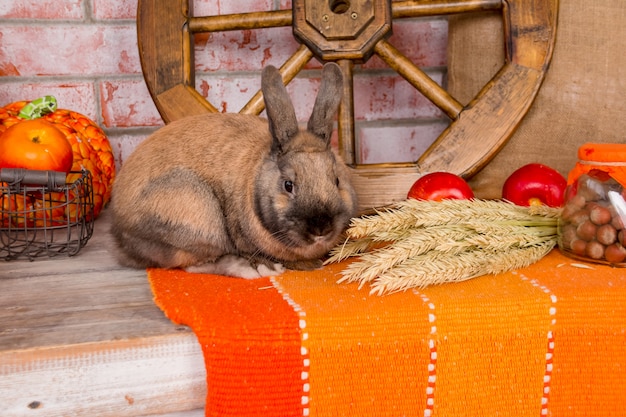 Lindo conejito de pascua rojo pequeño con decoración de otoño