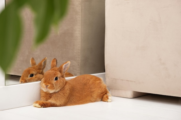 Lindo conejito rojo, conejo relajante, descansando, tumbado cerca del espejo en el suelo en un interior escandinavo moderno y luminoso, interior, cuerpo completo, perfil. Adorable mascota, animal, estilo de vida. Espacio de copia