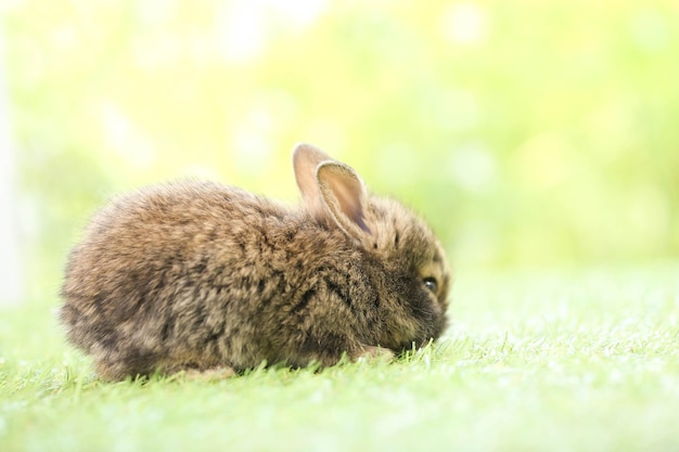 Foto lindo conejito sobre hierba verde con bokeh natural como fondo durante la primavera joven adorable conejito jugando en el jardín encantadora mascota en el parque en primavera