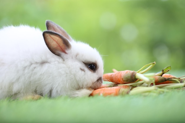 Lindo conejito sobre hierba verde con bokeh natural como fondo durante la primavera Joven adorable conejito jugando en el jardín Encantadora mascota en el parque con zanahoria bebé como alimento