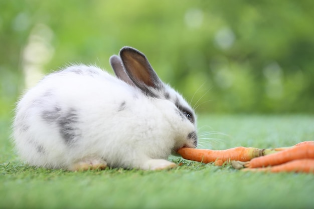 Lindo conejito sobre hierba verde con bokeh natural como fondo durante la primavera Joven adorable conejito jugando en el jardín Encantadora mascota en el parque con zanahoria bebé como alimento