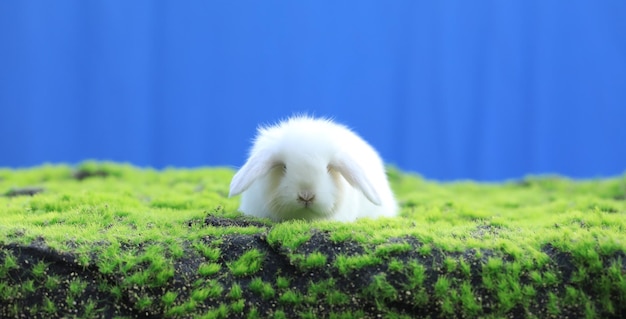 lindo conejo blanco en la hierba