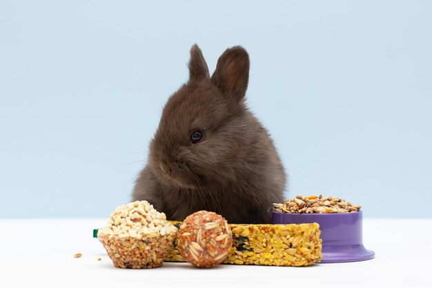 Foto lindo conejo comiendo maíz seco en el balde sobre fondo blanco.