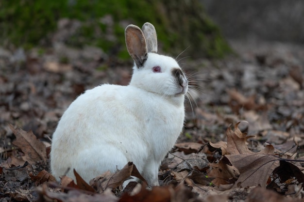 Lindo conejo disfrutando de la naturaleza