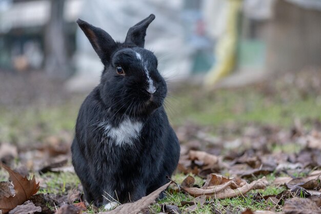 Foto lindo conejo disfrutando de la naturaleza