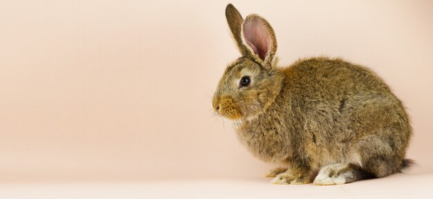 Lindo conejo esponjoso marrón sentado sobre un fondo coloreado