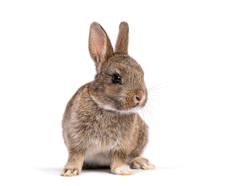 Foto lindo conejo europeo marrón de ocho semanas de edad sentado y mirando hacia el lado aislado en blanco