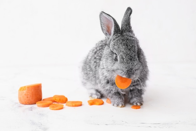 Lindo conejo gracioso comiendo zanahoria