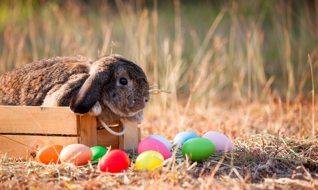 Lindo conejo holandés en la canasta y huevos de pascua en el prado festivo de pascua