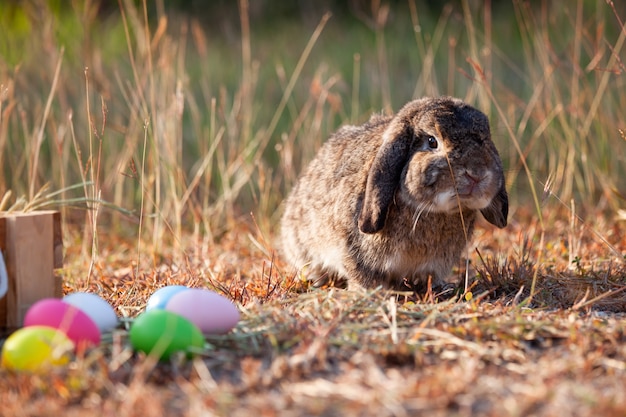 Lindo conejo holandés y huevos de pascua en el prado festivo de pascua