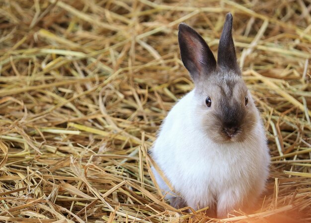 Un lindo conejo marrón blanco en el césped o la paja