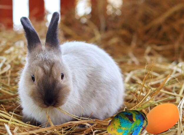 Lindo conejo marrón blanco sobre la hierba con huevos de Pascua de colores