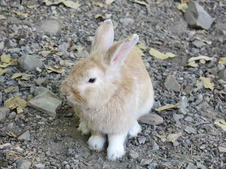 Un lindo conejo marrón en la granja