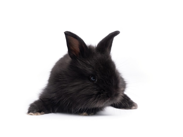 Foto lindo conejo negro pequeño aislado en blanco