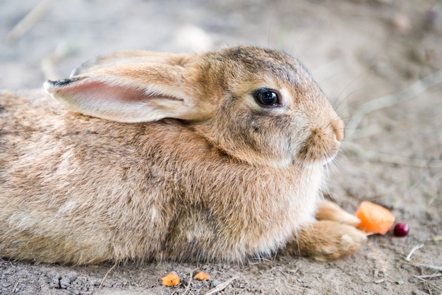 Lindo conejo de pascua rojo grande comiendo zanahoria fuera