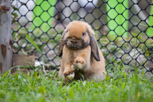 Lindo conejo saltando y jugando en la hierba verde del prado. Amistad con el conejito de pascua. Conejo feliz.