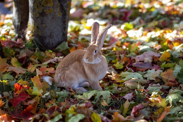 Lindo conejo sentado en el bosque de otoño