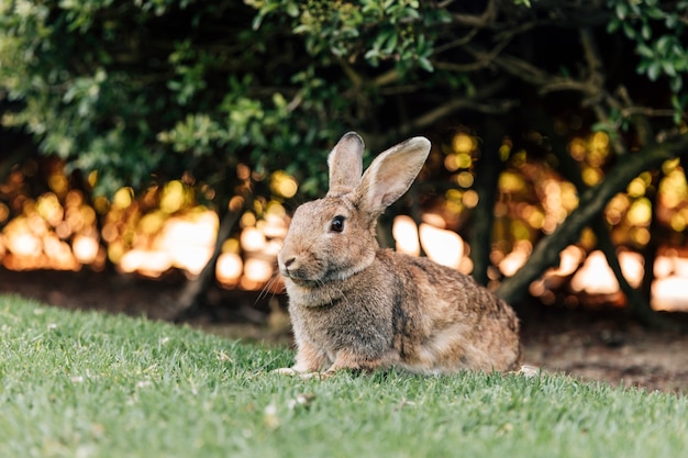 Foto lindo conejo sentado en la hierba verde en el parque