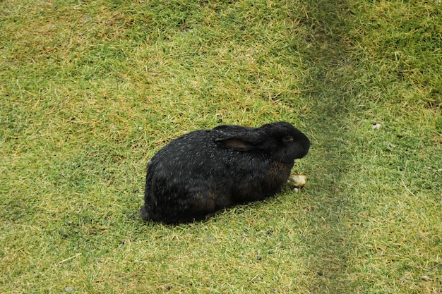 Lindo conejo se sienta en la hierba en un cálido día de otoño