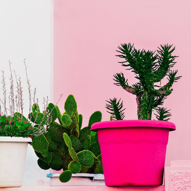 Lindo conjunto de cactus. Planta en rosa. Mínimo