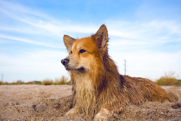 Lindo corgi fofo retrato ao ar livre