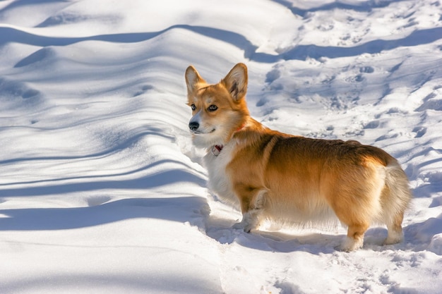 Lindo Corgi mirando hacia atrás en un sendero en un soleado bosque nevado