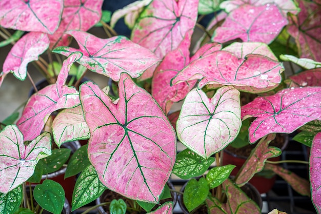 Lindo crescente fundo rosa Caladium bicolor