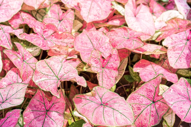 Lindo crescente fundo rosa caladium bicolor