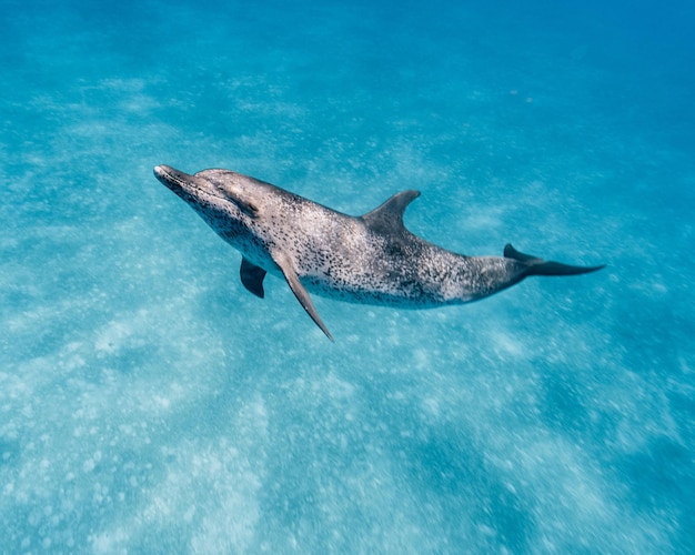 El lindo delfín manchado del Atlántico nadando en el océano azul de las Bahamas