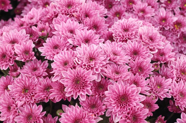 Lindo dente de leão, flores cor de rosa está florescendo no jardim.