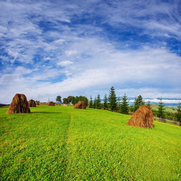 Lindo dia de sol é na paisagem de montanha. carpathian, ukrain