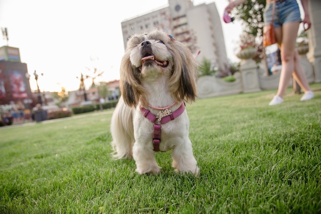 Lindo y divertido perro de raza shih tzu al aire libre. Cuidados del perro. Perro divertido en la ciudad