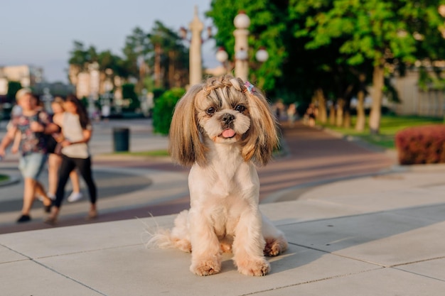 Lindo y divertido perro de raza shih tzu al aire libre. Cuidados del perro. Perro divertido en la ciudad